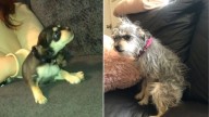 California Dog’s Dramatic Coat Change Leaves Owner And Viewers Amused And Curious