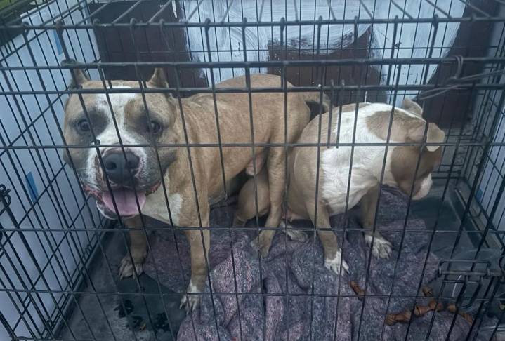 Activistas exigen sanciones más severas para casos de maltrato animal