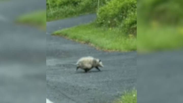 Pennsylvania Driver Notices An Unexpected Figure Hunched On A Rain