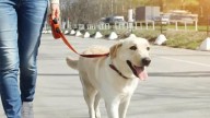 Paw-session battle in UP village: Two families stake claim over Labrador — dog responds to both