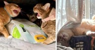 26 Times People Caught “Accidental Renaissance Cats” And Just Had To Share The Pics