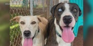 Pet shelter’s plea for adoptions continues with many dogs still slated to be euthanized