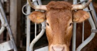 EU lawmakers vote to ban labels like steak or meat on vegetarian products