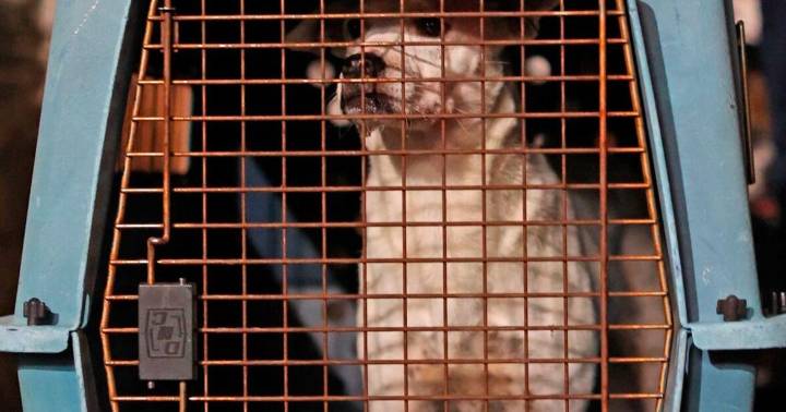 Humane Society reaches fundraising goal, gets $200,000 match to expand facility