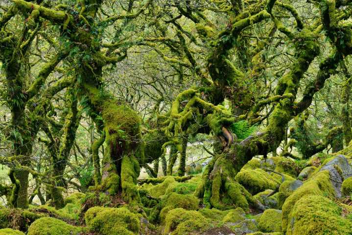 Temperate rainforests are being planted all over Britain — what are they and why do we need them?
