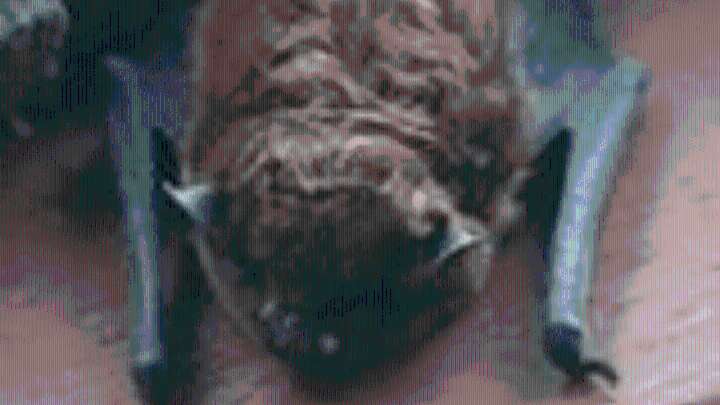 Rabid bat found in Monterey County