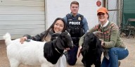 You Goat To Be Kidding: Maryland Police Help Round Up Runaway Goats In Ellicott City
