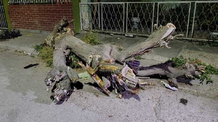 Niño es aplastado por un árbol mientras jugaba en colonia Las Luisas de Torreón