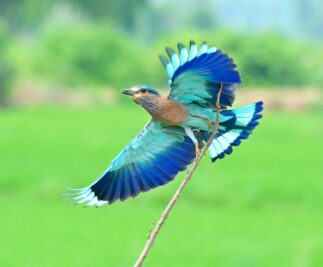 GHSPCA volunteers rescue six Indian Roller birds in Hyderabad