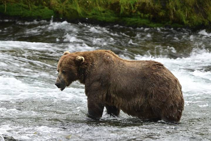 Chunk, a 1,200-pound bear with a broken jaw, wins Alaska’s popular Fat Bear Week contest – Winnipeg Free Press