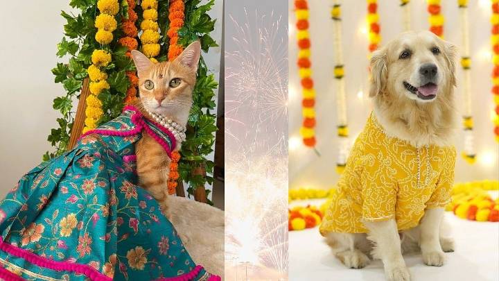 Don’t Celebrate Diwali Until You Read This Indoor Pet Care Guide!