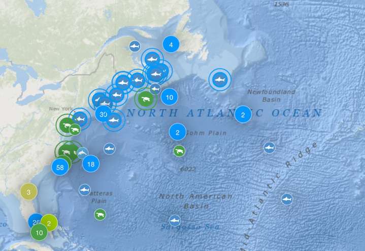 Biggest great white shark ever recorded resurfaces in Atlantic