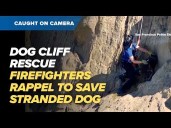 Caught on camera | Firefighters rescue dog trapped on San Francisco cliff