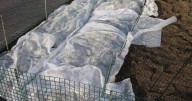 Tips for planting starts of cool-season vegetable plants