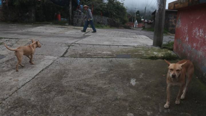 Aumentan penas por maltrato animal en Nuevo León: así quedaron las nuevas sanciones