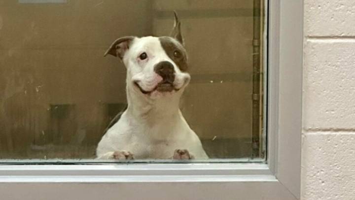 Texas Shelter Dog’s Endearing Smile Melts Hearts As He Waits For His Forever Home