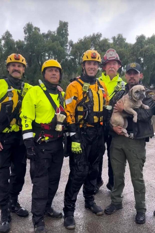 Firefighters rescue stranded pup from rising floodwaters