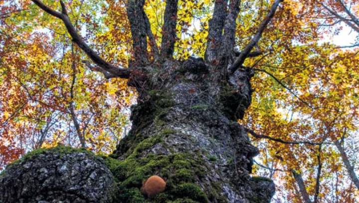 Bosques para explorar nuestra naturaleza