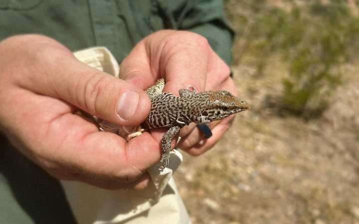 To Save This West Texas Lizard, They Must First Prove It Actually Exists