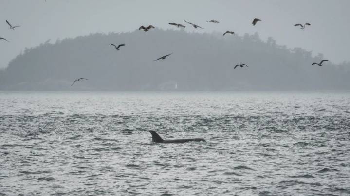 Scientists hope underwater fiber-optic cables can help save endangered orcas