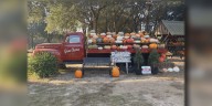 Check out this Pumpkin Patch and Christmas Tree farm in Allen Parish!