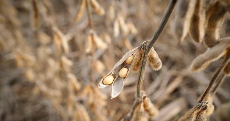 China Imports No U.S. Soybeans in September for First Time in Seven Years