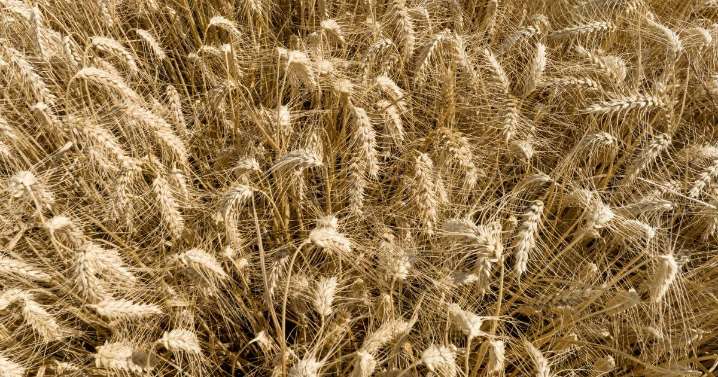 ABARES lifts forecast as yield potential in northern NSW, Qld and WA increases