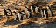 San Antonio film festival spotlights animals on the big screen