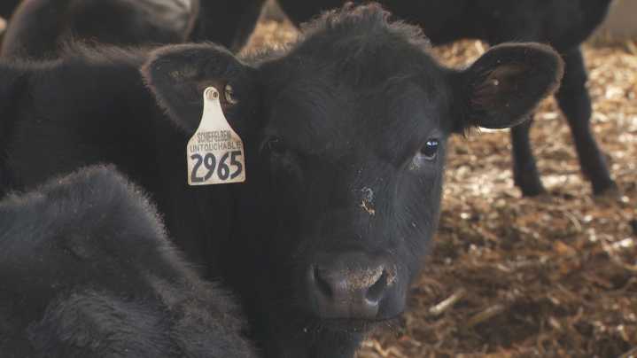 Minnesota ranchers speak out against President Trump's idea to import beef from Argentina