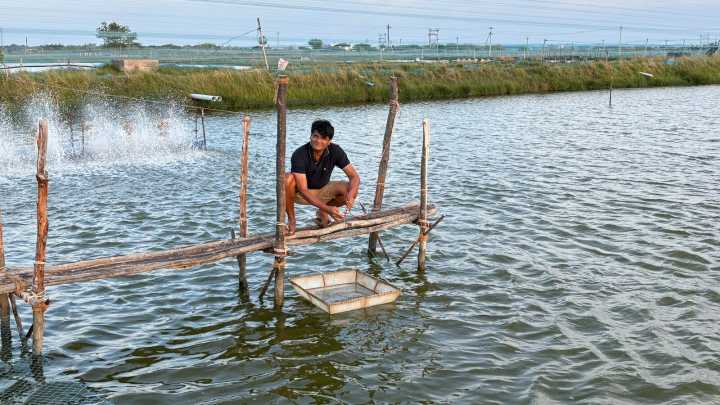 India’s shrimp crisis: Can ‘atmanirbhar prawns’ scale Trump’s tariff wall?