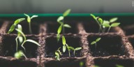 How to protect your plants in freezing temperatures