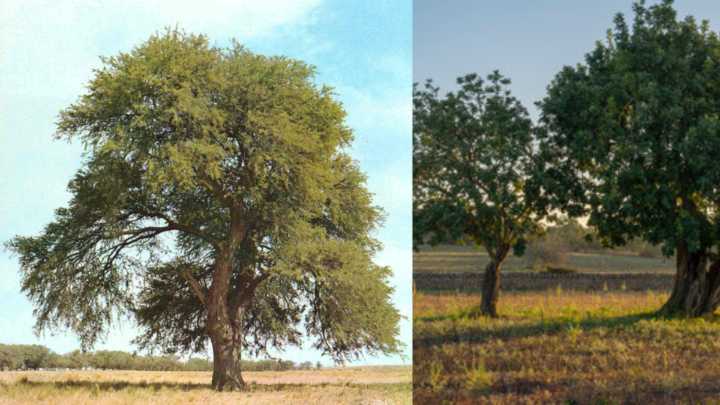 El algarrobo, el gigante tropical que nutre, protege y da vida a los bosques de América: estos son sus usos más comunes