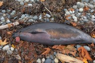 Dead porpoise washes up near Qualicum Beach