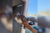 Policías aseguran aguililla cola roja