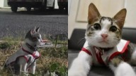 'Urgencio', el gato que pasó de vivir en las calles para ser miembro de la Cruz Roja en México