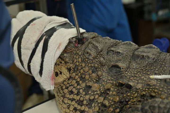 Florida crocodile found with spear, bullet in its head; Zoo works to save her