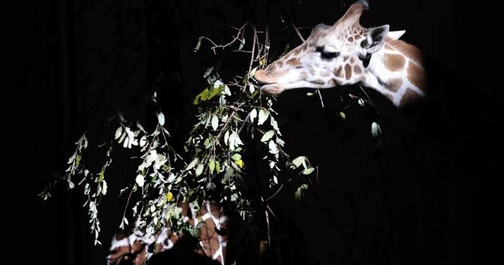 Rhinos, giraffes arrive at St. Louis Zoo's WildCare Park