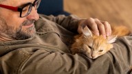 No todos los gatos son independientes: un estudio afirma que se pueden 'deprimir' al separarse de sus dueños