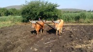 Exhortan a productores a revisar parcelas ante riesgo de plagas por lluvias