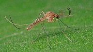 First wild mosquitoes found in Iceland
