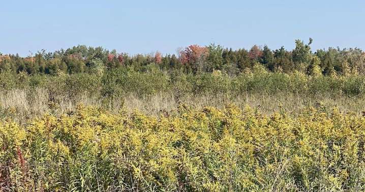 Donation helps group maintain making meadow memories