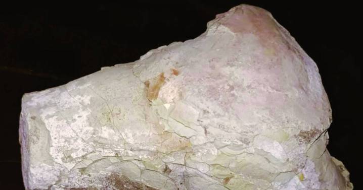 Excepcional hallazgo de restos fósiles al sur del Valle de "Cianca"