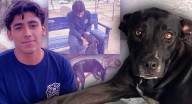 “Negrita” conquistó con sus cuatro patas el corazón de Bomberos de Hermosillo: buscan encontrarle un nuevo hogar