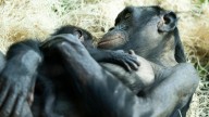 Columbus Zoo announces name of baby bonobo
