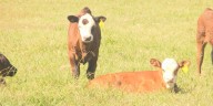 Sen. Grassley: Beef from Argentina not answer for high prices