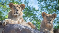Lion cubs Jasiri, Azizi to leave Phoenix Zoo and head to Zoo Miami
