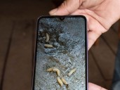 ¡Alerta! Suman 56 casos de miasis en humanos por gusano barrenador