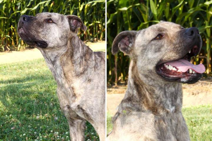 This Brindle Pit Bull is Looking for a Forever Home