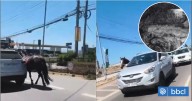 Yegua que fue vista siendo arrastrada por vehículo en Coquimbo fue hallada muerta y faenada