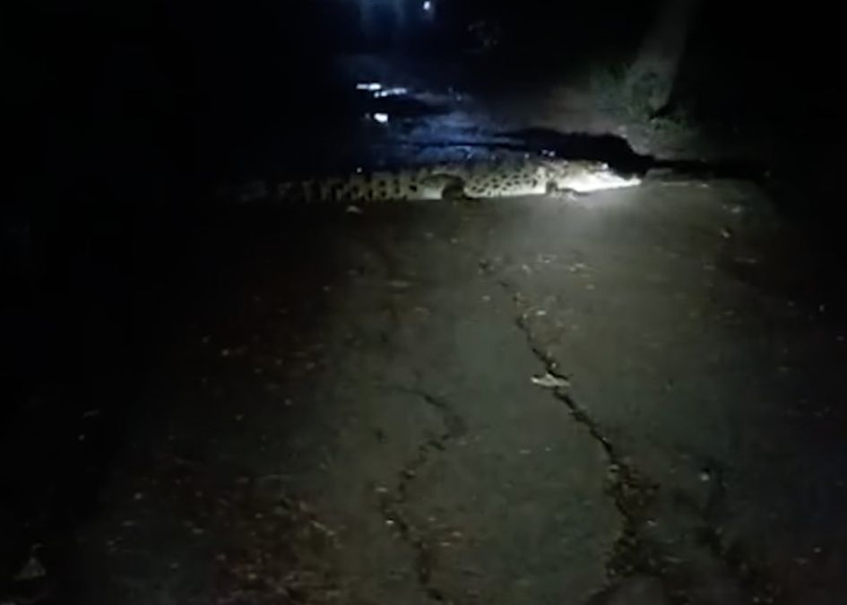 12-foot saltwater crocodile strays into Kendrapara village, sparks panic among locals